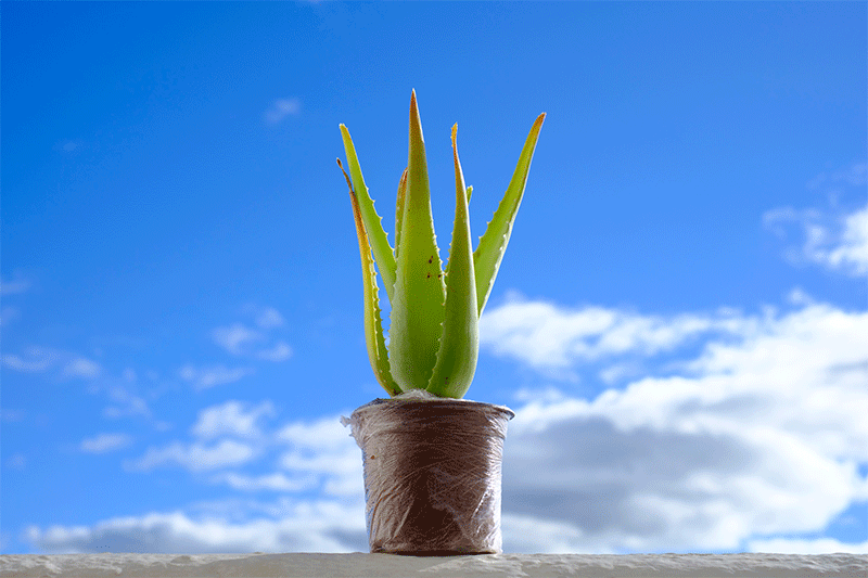 A pot of aloe vera in the sun