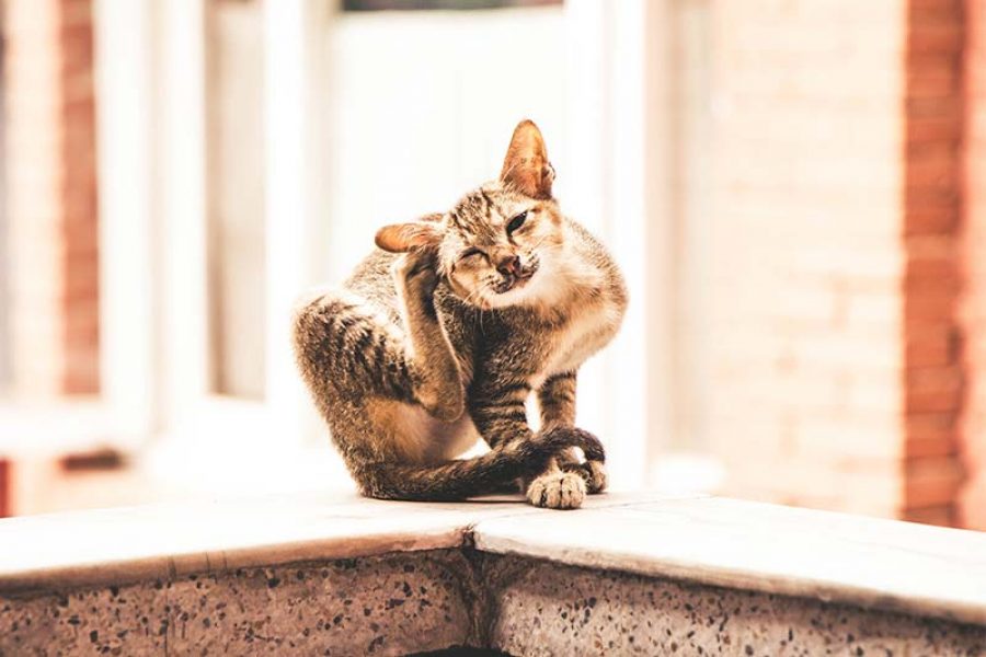 itchy-cat itchy the cat