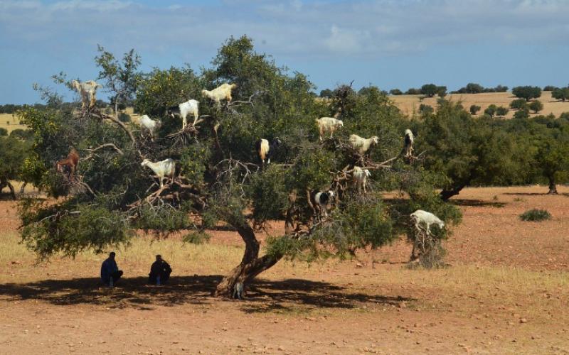 Goats love them nuts