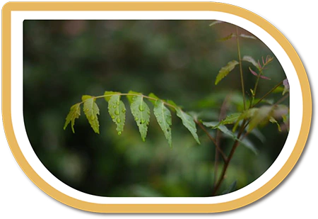 neem leaf