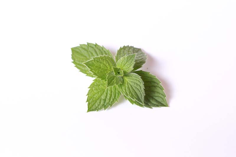 Mint leaves